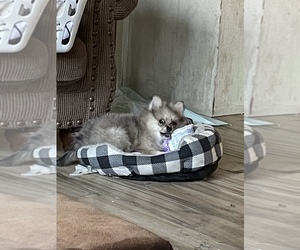 Pomeranian Dog Breeder near SELIGMAN, MO, USA
