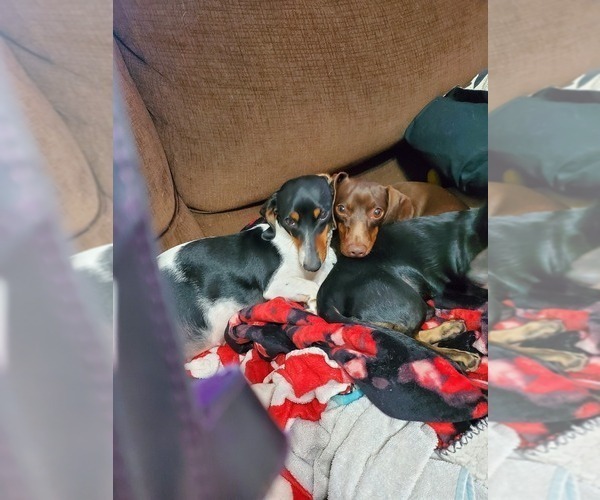 Medium Photo #3  Breeder Profile in CHOCTAW, OK, USA