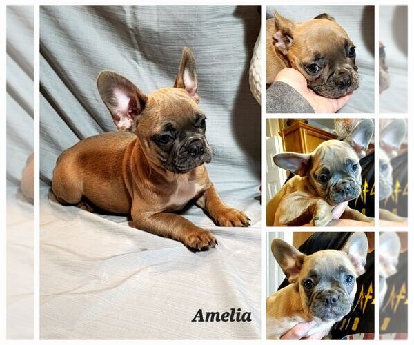 Medium Photo #3  Breeder Profile in ROCKY MOUNT, NC, USA