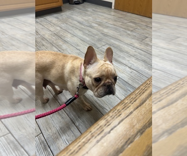 Medium Photo #14  Breeder Profile in BIG RAPIDS, MI, USA