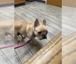 Small Photo #14  Breeder Profile in BIG RAPIDS, MI, USA