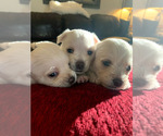Small #28 Breeder Profile image