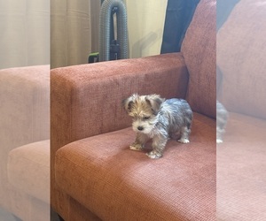 Yorkshire Terrier Dog Breeder near BECKLEY, WV, USA