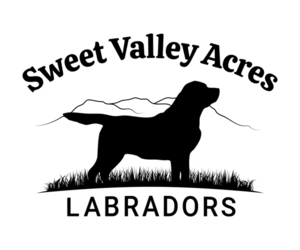 Labrador Retriever Dog Breeder near HYDE PARK, VT, USA
