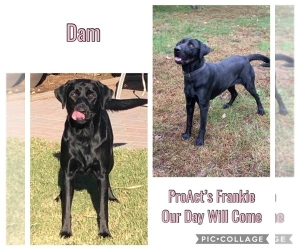 Medium Photo #2  Breeder Profile in PAW PAW, MI, USA