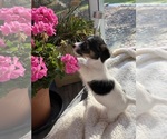 Small breeder photo