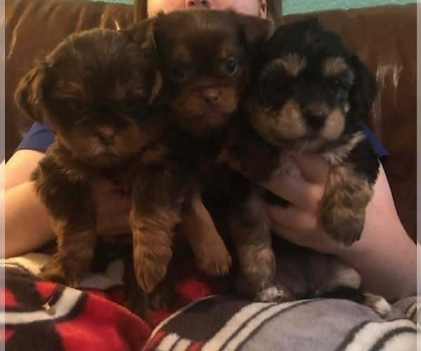 Medium Photo #13  Breeder Profile in SCOTTSDALE, AZ, USA