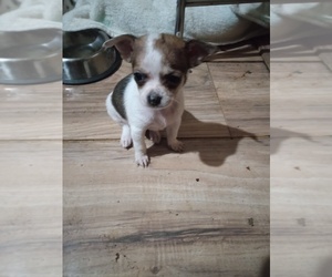 Chihuahua Dog Breeder near SHALLOTTE, NC, USA