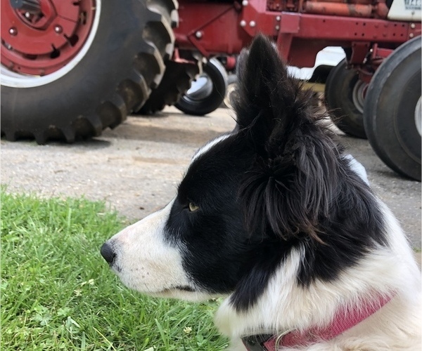 Medium Photo #1  Breeder Profile in LEXINGTON, VA, USA