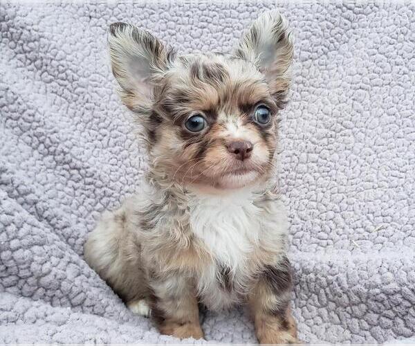 Medium Photo #4  Breeder Profile in POTEAU, OK, USA