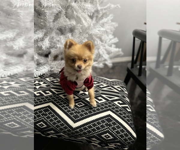 Medium Photo #12  Breeder Profile in BELLFLOWER, CA, USA