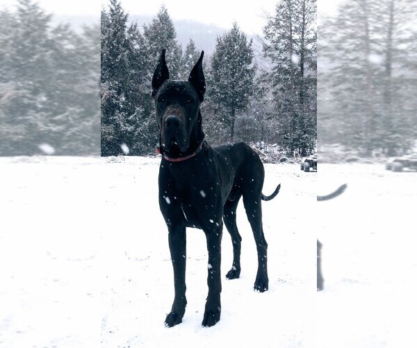 Medium Photo #1  Breeder Profile in BEAVER DAMS, NY, USA