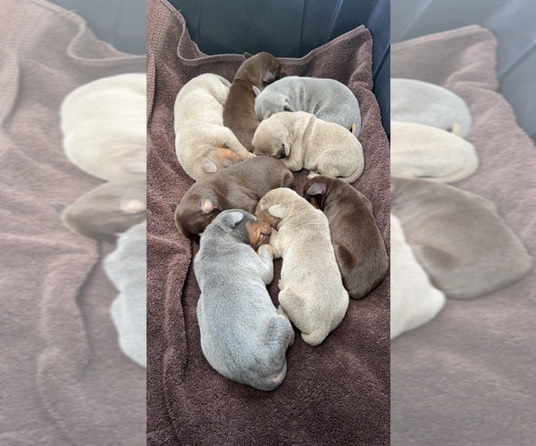 Medium Photo #15  Breeder Profile in CORRIGAN, TX, USA