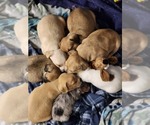 Small breeder photo