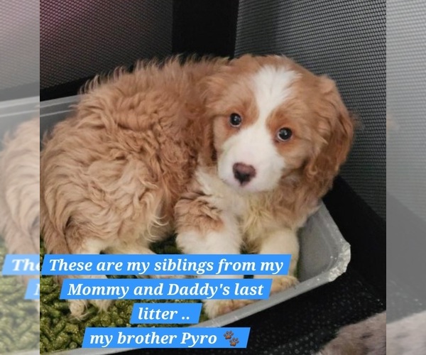 Medium Photo #35  Breeder Profile in DECATUR, IL, USA