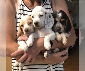 Beagle Dog Breeder in TEMPLE,  USA