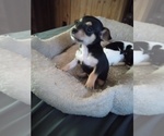 Small #13 Breeder Profile image