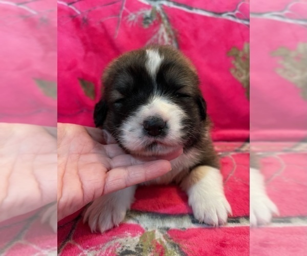 Medium Photo #71  Breeder Profile in TWINING, MI, USA