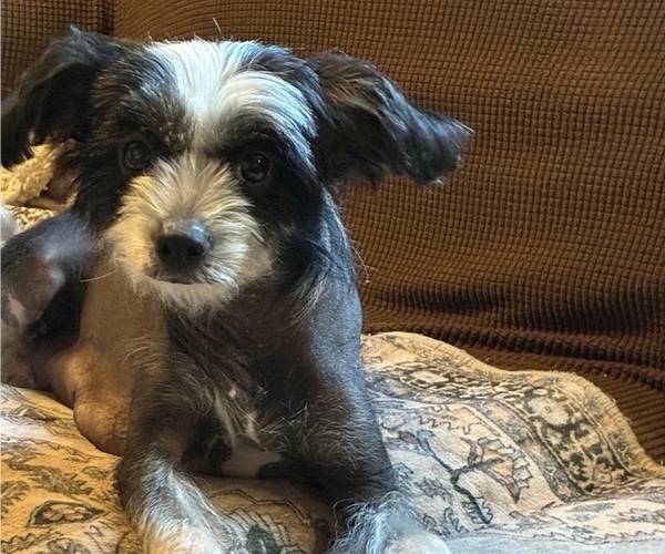 Medium Photo #3  Breeder Profile in EUGENE, OR, USA