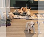 Small breeder photo