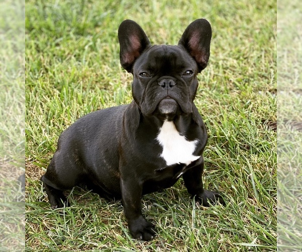 Medium Photo #1  Breeder Profile in STKN, CA, USA