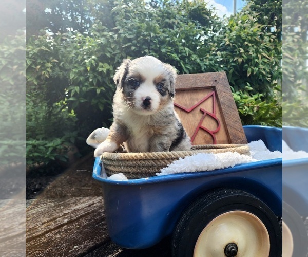 Medium Photo #5  Breeder Profile in RUSSELLVILLE, AL, USA