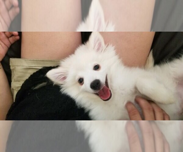 Medium Photo #1  Breeder Profile in VICTORVILLE, CA, USA