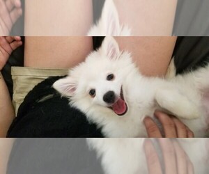 Miniature American Eskimo Dog Breeder near VICTORVILLE, CA, USA