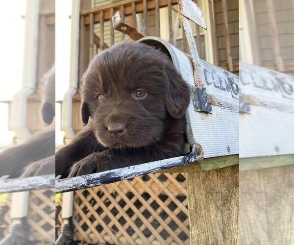 Medium Photo #1  Breeder Profile in LOYSVILLE, PA, USA