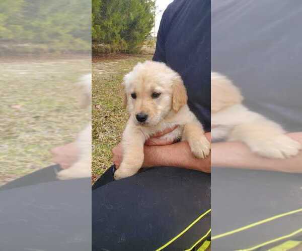 Medium Photo #11  Breeder Profile in MONTEZUMA, GA, USA