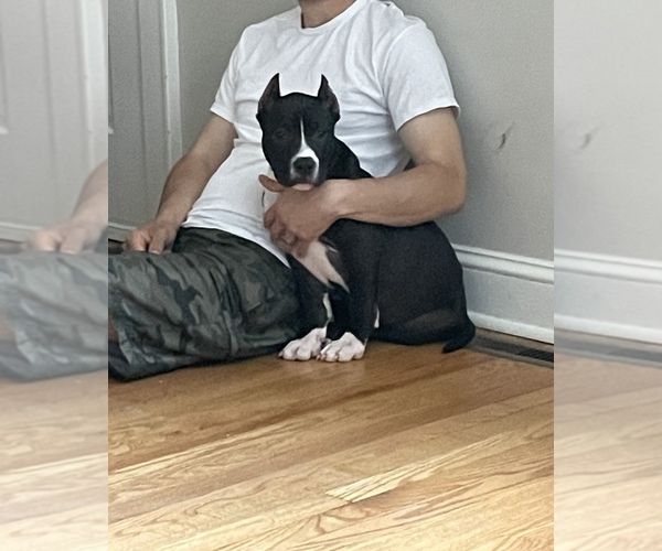 Medium Photo #17  Breeder Profile in NAUGATUCK, CT, USA