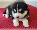 Small #1 Breeder Profile image