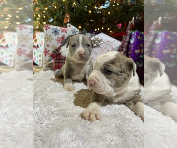 Medium Photo #1  Breeder Profile in GALAX, VA, USA