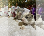 Small breeder photo