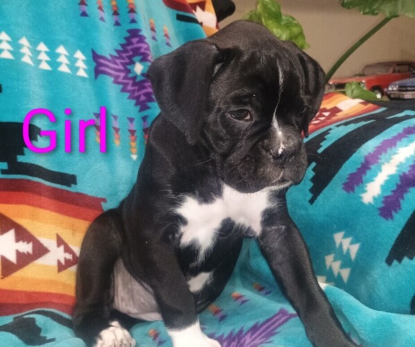 Medium Photo #4  Breeder Profile in CROOKS, SD, USA
