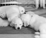 Small breeder photo