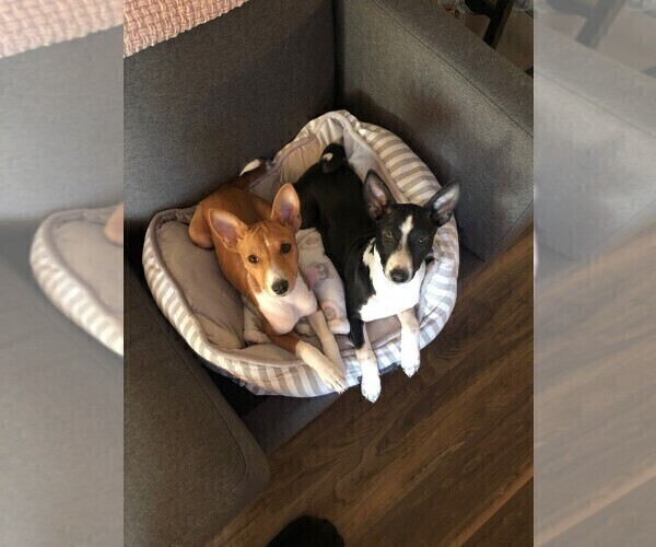 Medium Photo #1  Breeder Profile in INDIO, CA, USA