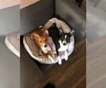 Small breeder photo