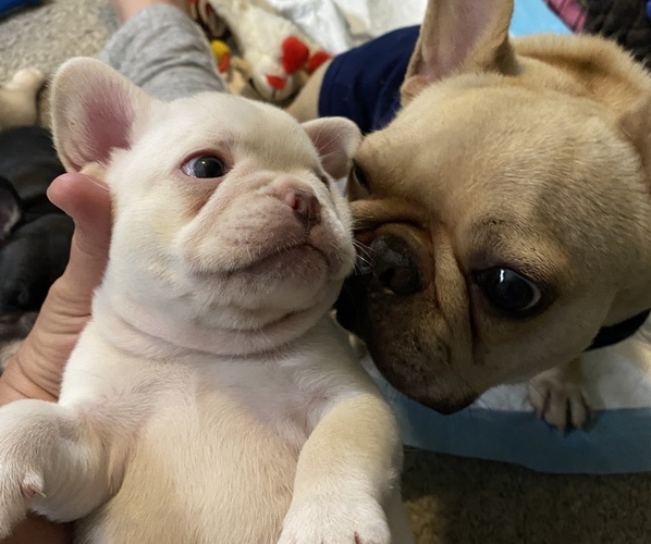 Medium Photo #1  Breeder Profile in MENIFEE, CA, USA