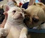 Small breeder photo