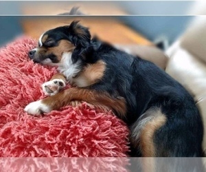 Main photo of Australian Shepherd Dog Breeder near IRWIN, PA, USA