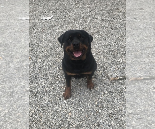 Medium Photo #12  Breeder Profile in TOMS RIVER, NJ, USA