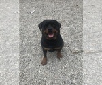 Small #11 Breeder Profile image