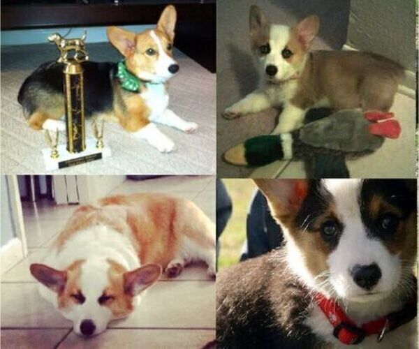 Medium Photo #1  Breeder Profile in ASH FLAT, AR, USA