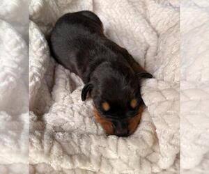 Doberman Pinscher Dog Breeder near HUNTSVILLE, AL, USA