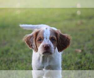 Brittany Dog Breeder in HORTENSE,  USA