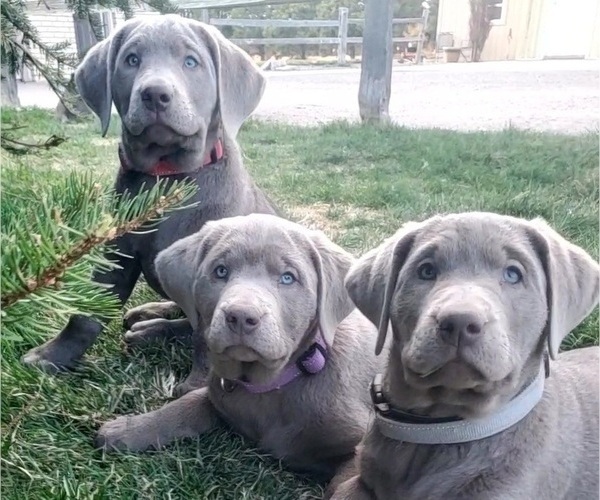 Medium Photo #1  Breeder Profile in FLAGLER, CO, USA
