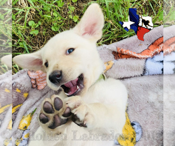 Medium Photo #1  Breeder Profile in CANYON LAKE, TX, USA