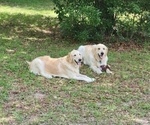 Small breeder photo