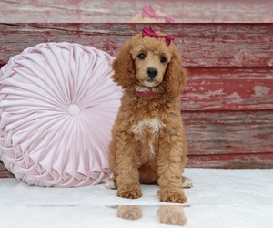 Poodle (Miniature) Dog Breeder near ETNA GREEN, IN, USA